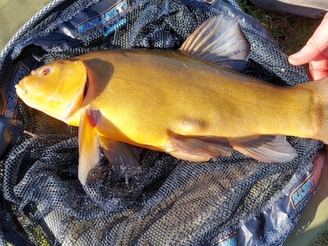 five pound tench from Wildings