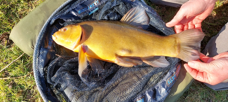 five pound tench from Wildings