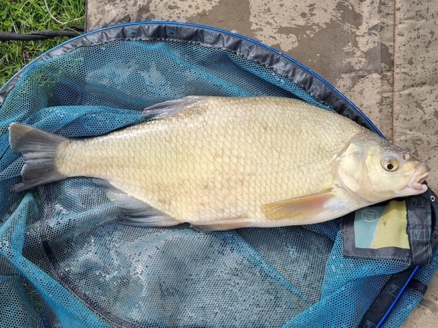 Paul Smith | Badgers Wood | 3lbs 3oz | 6mm chocolate/orange wafters on the method feeder | 25th April 2023