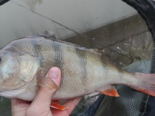 Matthew Simmonds | Badgers Wood | single maggot on a size 16 | 27th September 2025