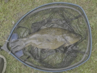 Paul Muddell | Badgers Wood | one of several tench in a three hour session | bread punch tipped with red maggot | May 29th 2026 Paul Muddell | Badgers Wood | one of several tench in a three hour session | bread punch tipped with red maggot | May 29th 2026