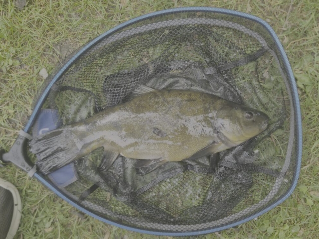 Paul Muddell | Badgers Wood | one of several tench in a three hour session | bread punch tipped with red maggot | May 29th 2026