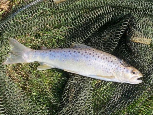 Cemetery Wood trout