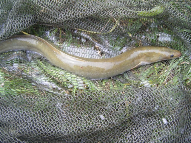 Cemetery Wood eel