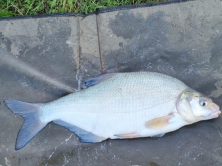 Paul Smith | Badgers Wood | 3lbs 9oz | Spicy sausage 8 mm pellet on method feeder | September 15th 2024