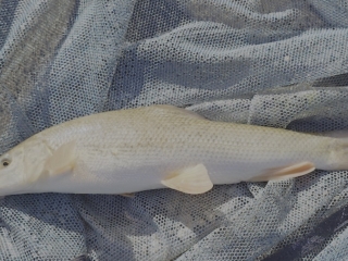 Paul Smith | Badgers Wood | 1lb 0oz | 21st April 2026