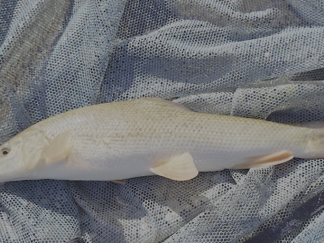 Paul Smith | Badgers Wood | 1lb 0oz | 21st April 2026