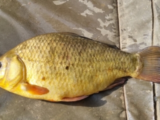 Paul Smith | Decoy lake | 2lbs 6oz | 24th September 2025