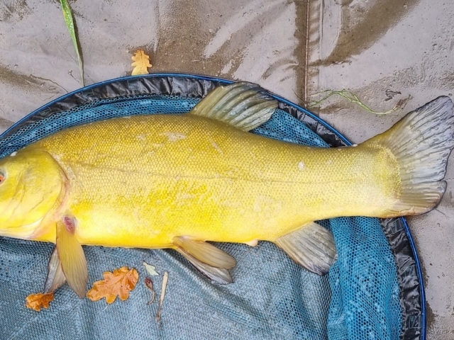 Paul Smith | Badgers Wood | Tench | 4lbs 1oz | 6mm pellets | October 5th 2022
