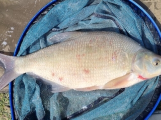 Paul Smith | Badgers Wood | 5lbs 3oz | cage feeder with groundbait, meat on hook | April 2025