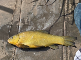 Paul Smith | Badgers Wood | 5lbs 2oz | 10th April 2026