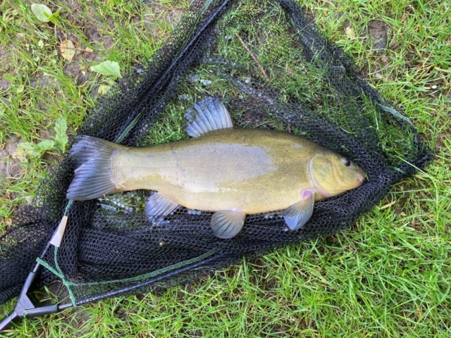 Tench of about 3lbs | George Cragg | Rob Beattie | double maggot | 19th May 2022