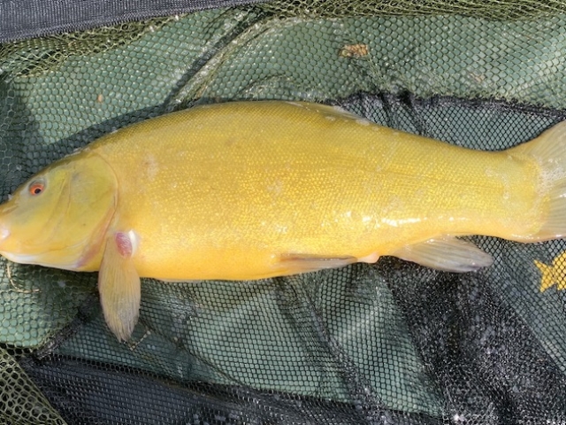 4lb tench from Badgers Wood