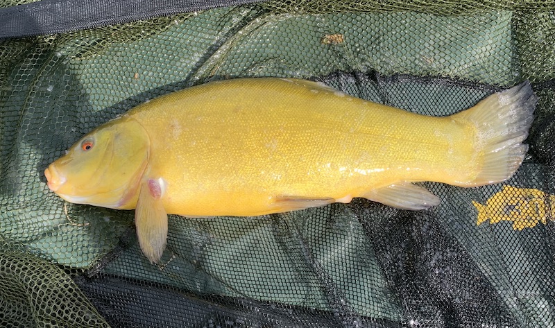 4lb tench from Badgers Wood