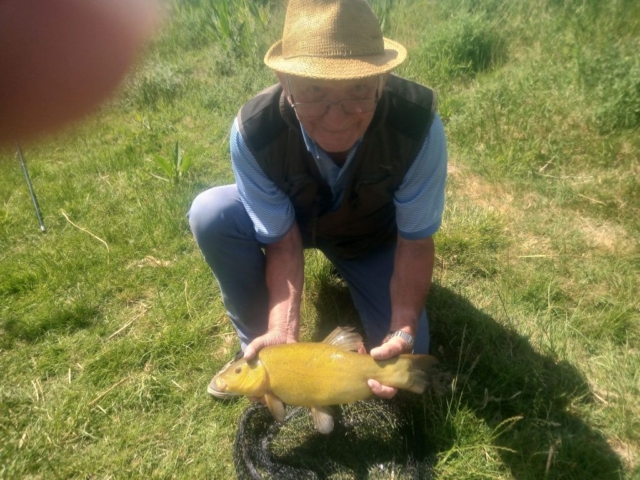 Badgers Wood tench