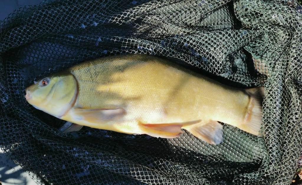 Badgers Wood tench