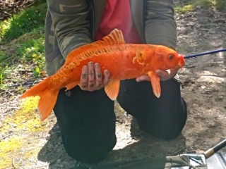 Cameron Armitage | Electricity pond | Method feeder with sweetcorn | April 18th 2026