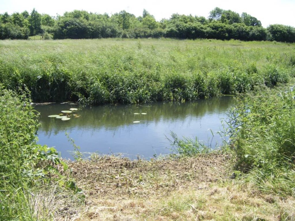 A cleared swim at Cemetery Wood