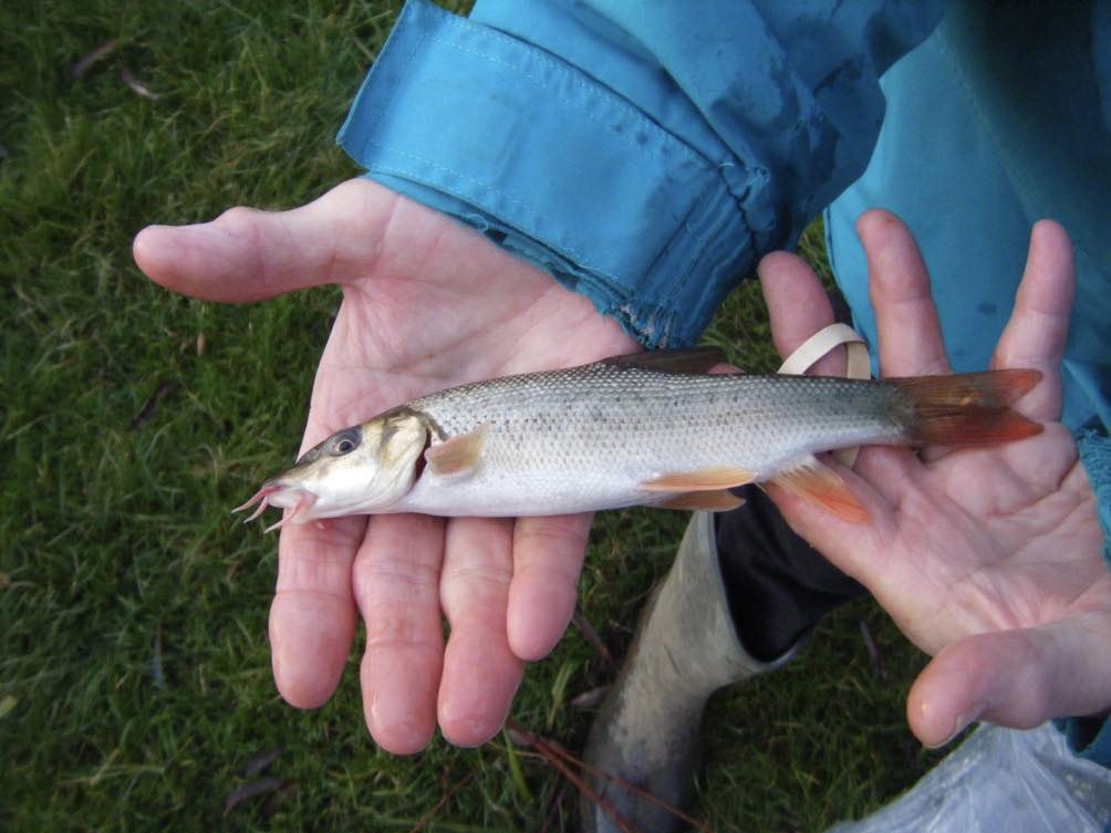 That's not a gudgeon - it's a tiny barbel