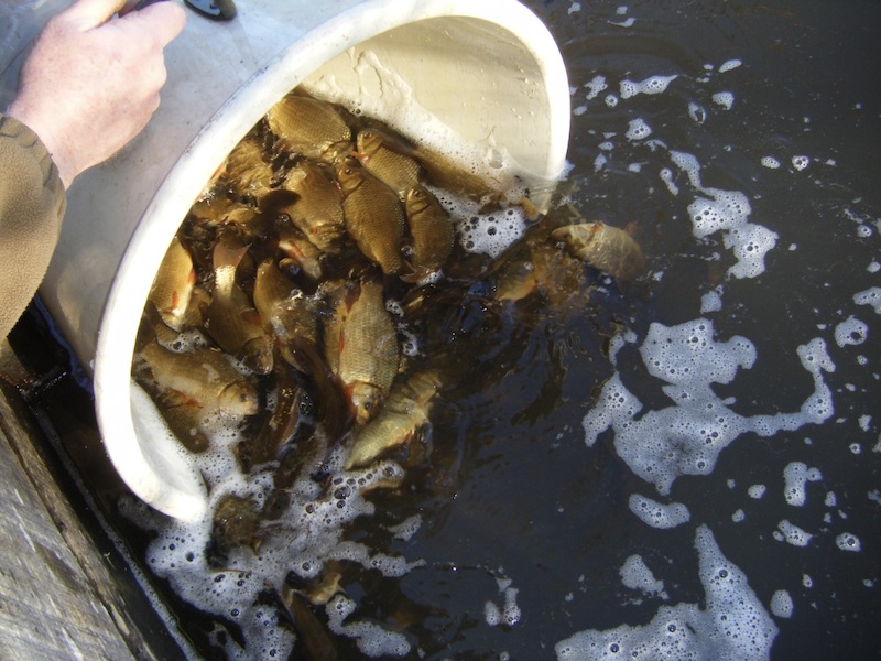 Some absolutely stunning crucian carp