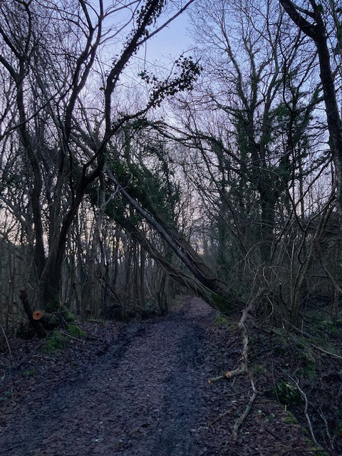 Fallen tree at Decoy lake has been removed