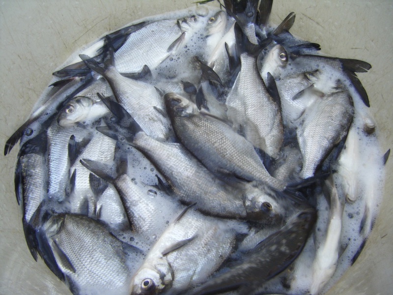 Here are just a few of the 500 skimmer bream