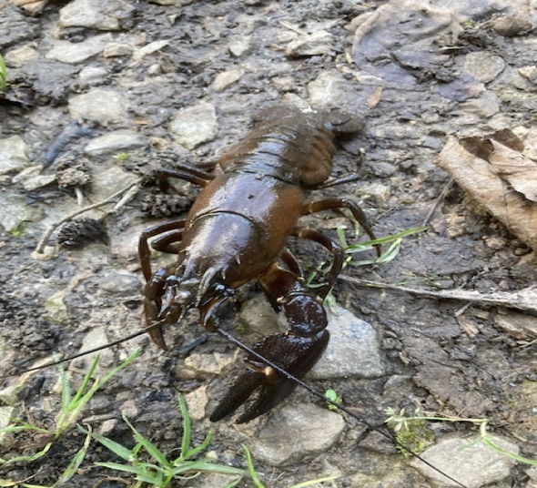 American Signal Crayfish