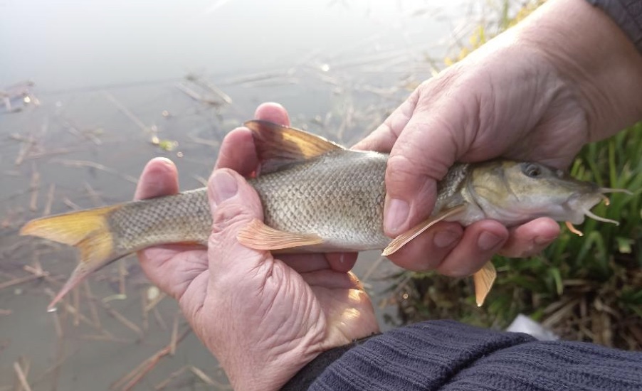 One of 130 barbel put into Badgers Wood