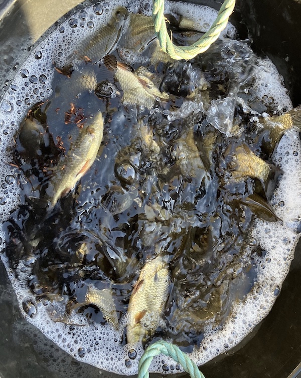 Adding crucian carp to Frylands ponds